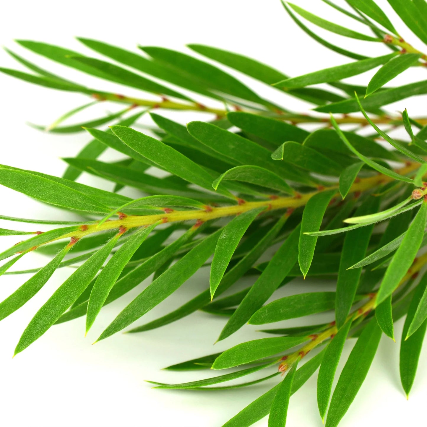 Neem Oil & Tea Tree Anti-Blemish Handmade Soap