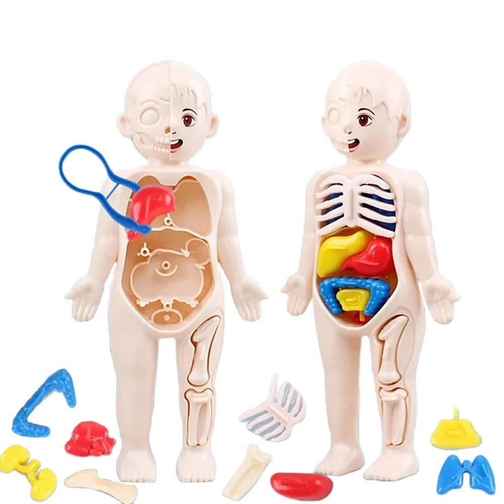 Montessori Toys Children Science Education Human Body Organ Anatomy