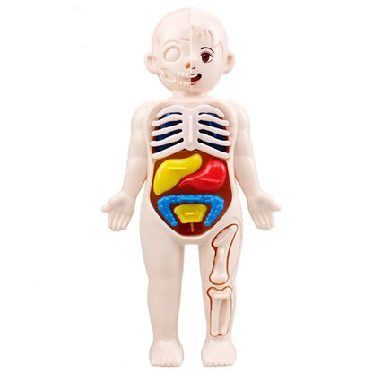 Montessori Toys Children Science Education Human Body Organ Anatomy