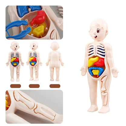 Montessori Toys Children Science Education Human Body Organ Anatomy