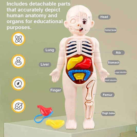 Montessori Toys Children Science Education Human Body Organ Anatomy
