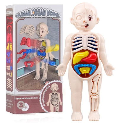 Montessori Toys Children Science Education Human Body Organ Anatomy